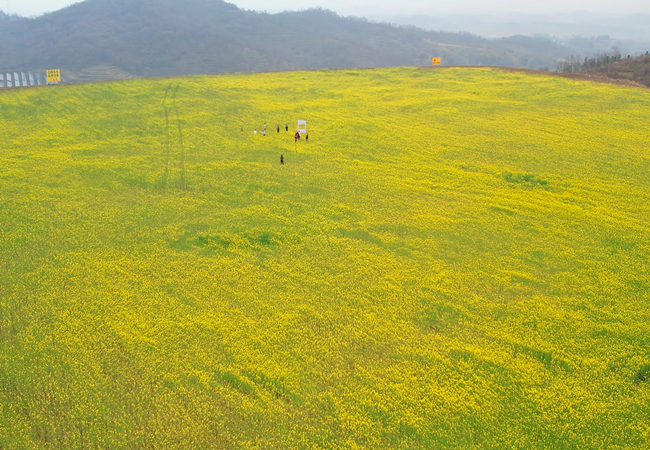 从废弃荒土到金色花海——长崃探索“矿山生态修复+现代农业”绿色发展新路径